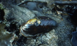 Moule-perlière sur souche de G. Cochet